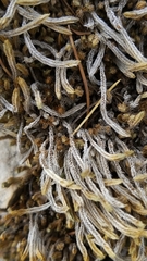 Selaginella wrightii