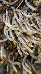 Selaginella wrightii