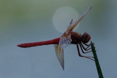 Sympetrum illotum