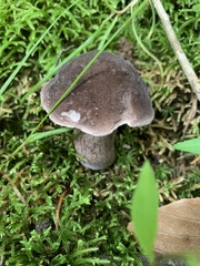 Tylopilus alboater