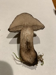 Tylopilus alboater