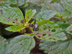 Alagoasa trifasciata