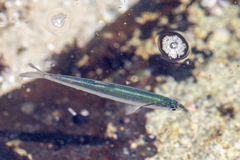 Atherinops affinis