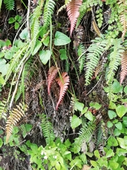 Blechnum parrisiae
