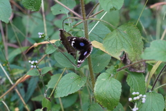 Junonia oenone oenone