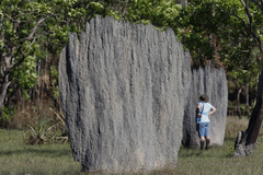 Amitermes meridionalis