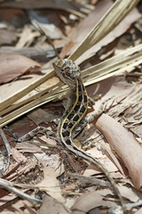 Diporiphora bilineata