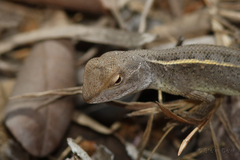 Diporiphora bilineata