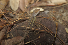 Diporiphora bilineata