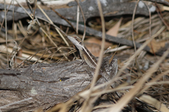 Lophognathus gilberti