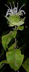 Monarda stipitatoglandulosa