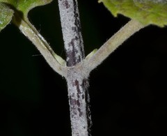 Monarda stipitatoglandulosa