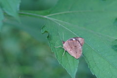 Junonia oenone oenone