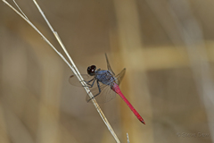 Orthetrum migratum