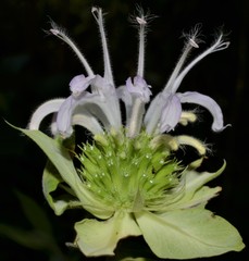 Monarda stipitatoglandulosa