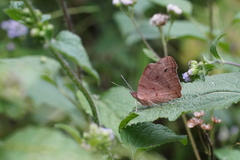 Junonia oenone oenone