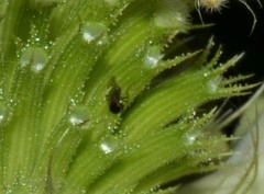 Monarda stipitatoglandulosa