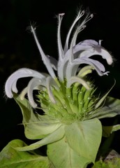 Monarda stipitatoglandulosa