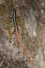 Morethia ruficauda