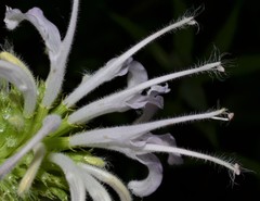Monarda stipitatoglandulosa