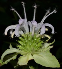 Monarda stipitatoglandulosa