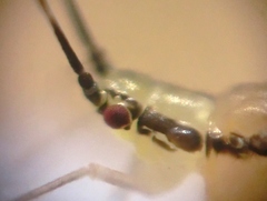 Eucallipterus tiliae