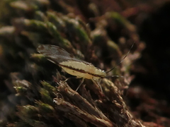 Eucallipterus tiliae