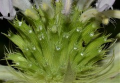 Monarda stipitatoglandulosa