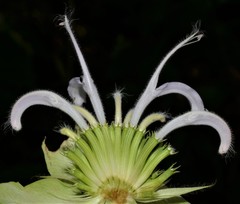 Monarda stipitatoglandulosa