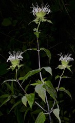 Monarda stipitatoglandulosa