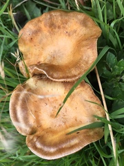 Paxillus cuprinus