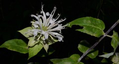 Monarda stipitatoglandulosa