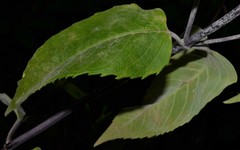 Monarda stipitatoglandulosa