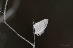 Theclinesthes miskini