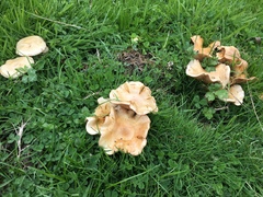 Paxillus cuprinus