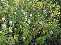 Monarda stipitatoglandulosa