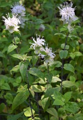 Monarda stipitatoglandulosa