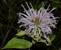 Monarda stipitatoglandulosa