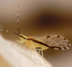 Eucallipterus tiliae