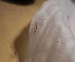Eucallipterus tiliae