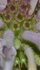 Monarda stipitatoglandulosa