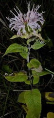Monarda stipitatoglandulosa