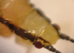 Eucallipterus tiliae