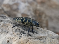 Lampetis dilaticollis