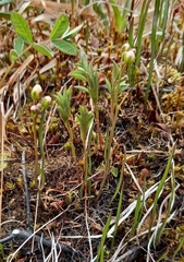 Cardamine victoris