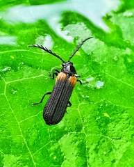 Omethidae