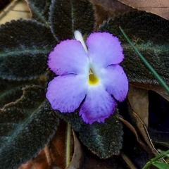 Episcia lilacina