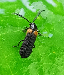 Omethidae