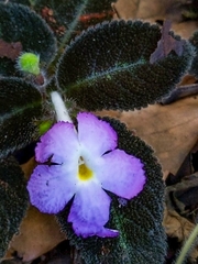 Episcia lilacina