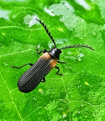 Omethidae